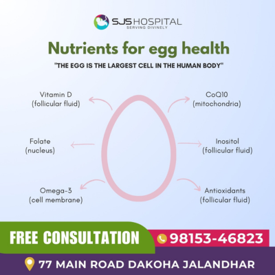 Improve Egg Health in Women